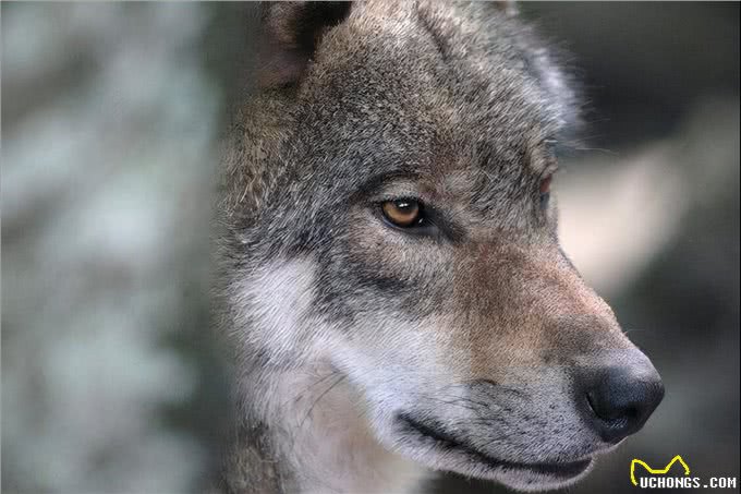 揭秘!狗不是被驯化的狼，两者有区别