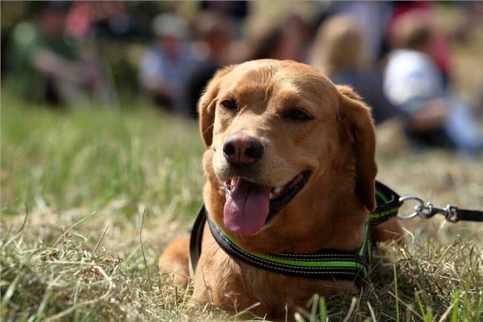 揭秘!狗不是被驯化的狼，两者有区别