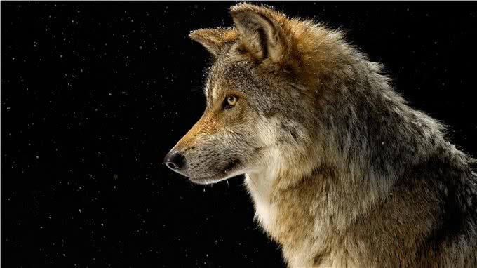 揭秘!狗不是被驯化的狼，两者有区别