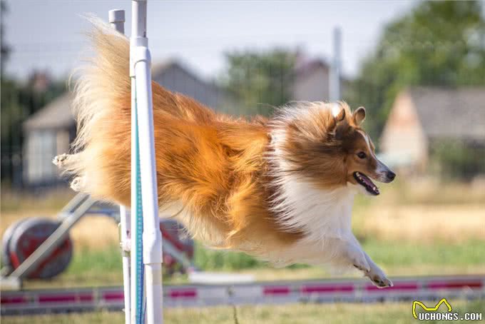 揭秘!狗不是被驯化的狼，两者有区别