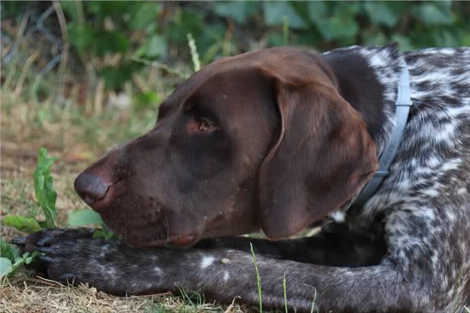 揭秘!狗不是被驯化的狼，两者有区别