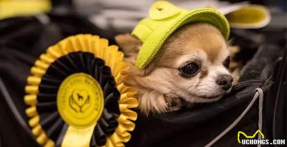 哪来的那么多赛级犬，大部分都是骗人的!