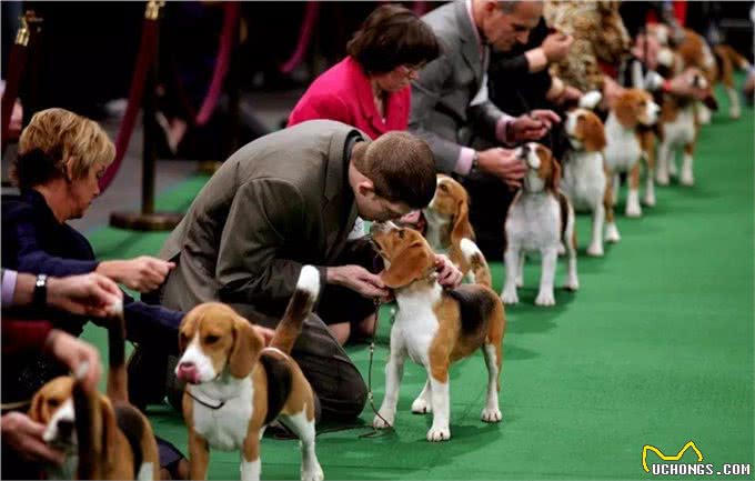 哪来的那么多赛级犬，大部分都是骗人的!