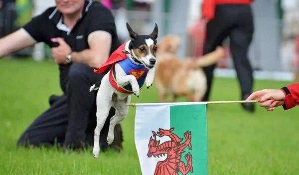 哪来的那么多赛级犬，大部分都是骗人的!