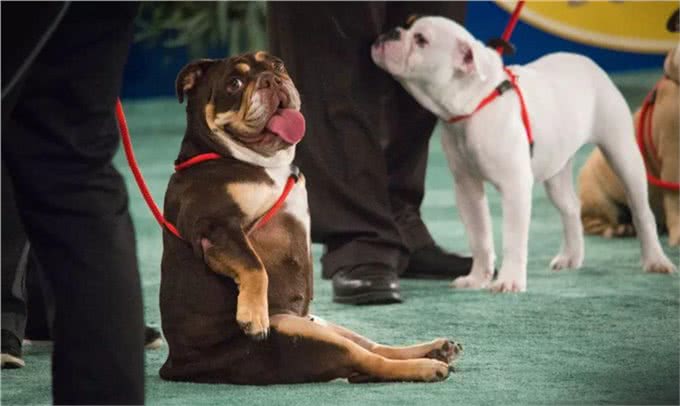 哪来的那么多赛级犬，大部分都是骗人的!