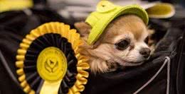 哪来的那么多赛级犬，大部分都是骗人的!