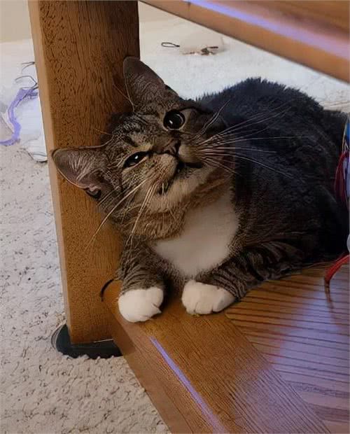 猫咪总是诡异的笑，让人不敢领养，女子却直呼:这就是我想要的猫