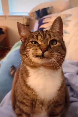 猫咪总是诡异的笑，让人不敢领养，女子却直呼:这就是我想要的猫