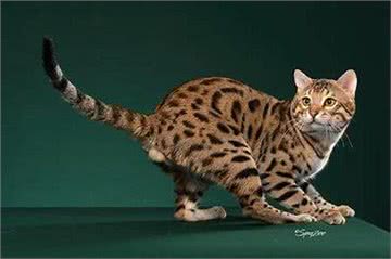 十大猫咪的盘点