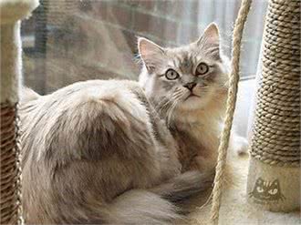 十大猫咪的盘点