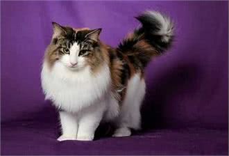 十大猫咪的盘点