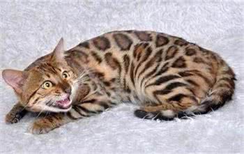 十大猫咪的盘点