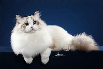 十大猫咪的盘点