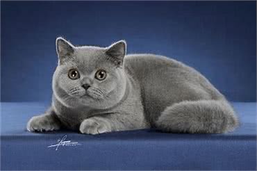 十大猫咪的盘点