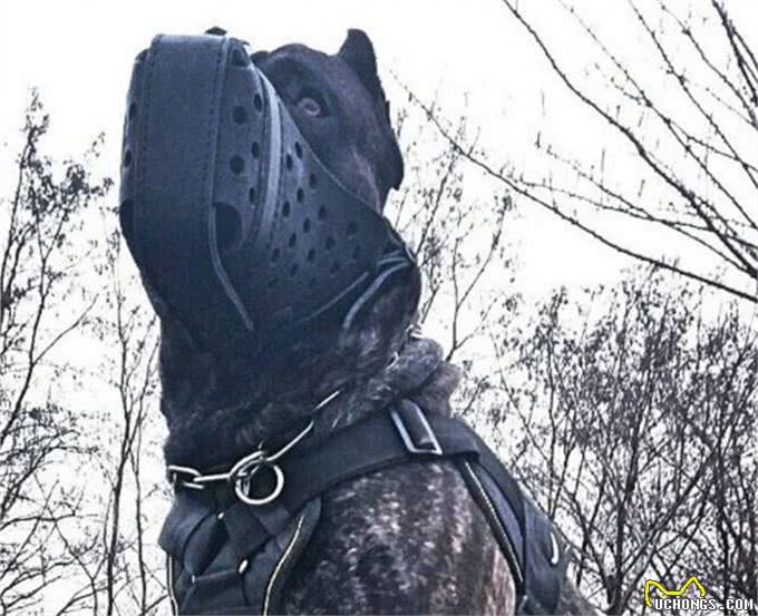 轻松完爆狼族的4种猛犬，一种混入黑豹基因，至今未被归入犬科