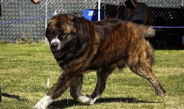 轻松完爆狼族的4种猛犬，一种混入黑豹基因，至今未被归入犬科