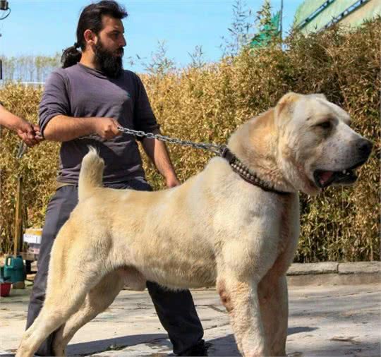 轻松完爆狼族的4种猛犬，一种混入黑豹基因，至今未被归入犬科