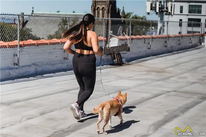 可以与狗狗一起训练的7项运动