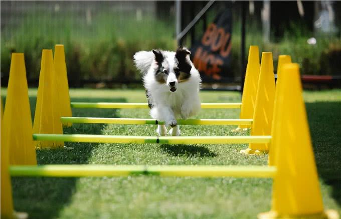 可以与狗狗一起训练的7项运动