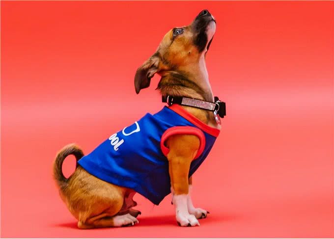 可以与狗狗一起训练的7项运动