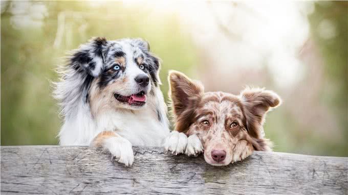 狗狗发情交配连在一起，可以强行给它们分开吗?