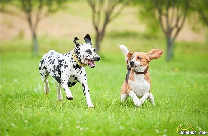 狗狗发情交配连在一起，可以强行给它们分开吗?