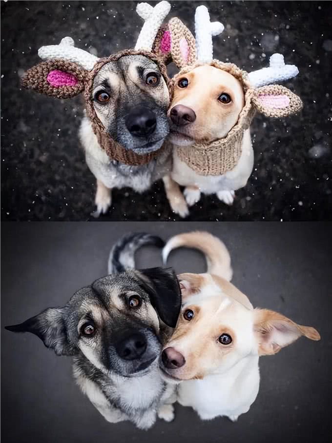 狗狗发情交配连在一起，可以强行给它们分开吗?