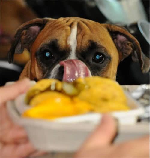 狗狗发情交配连在一起，可以强行给它们分开吗?