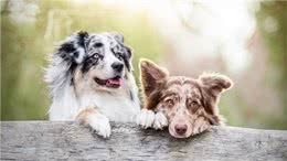 狗狗发情交配连在一起，可以强行给它们分开吗?