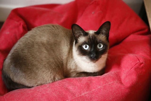 暹罗猫：到底适不适合你?先看看它的优缺点