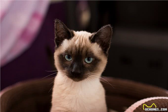 暹罗猫：到底适不适合你?先看看它的优缺点