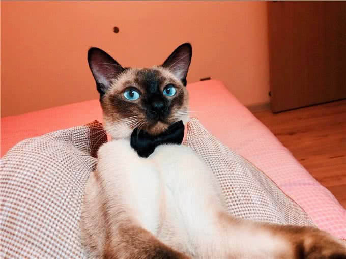 暹罗猫：到底适不适合你?先看看它的优缺点