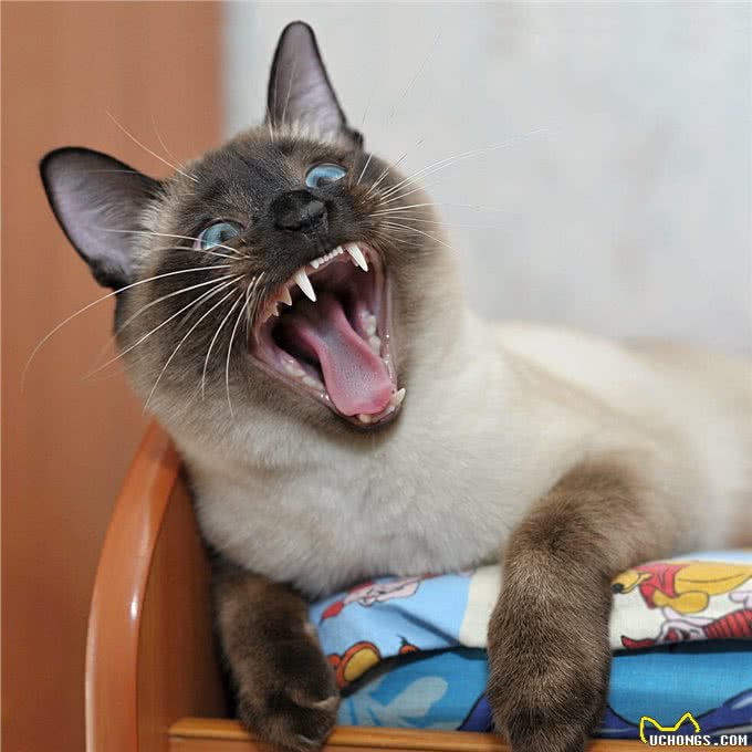 暹罗猫：到底适不适合你?先看看它的优缺点