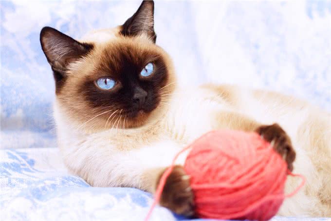 暹罗猫：到底适不适合你?先看看它的优缺点