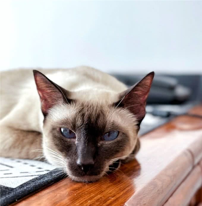 暹罗猫：到底适不适合你?先看看它的优缺点