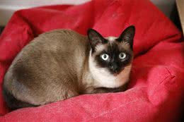 暹罗猫：到底适不适合你?先看看它的优缺点