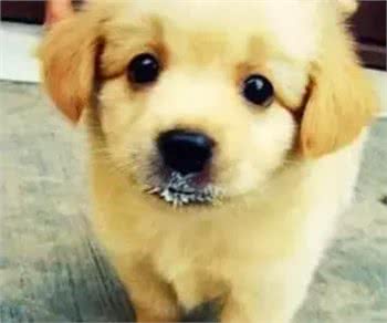 有奶就是好粮?说好给狗狗补营养,结果却并不像自己说的那么美好