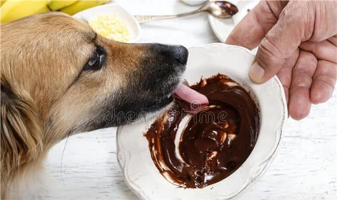 巧克力人可以轻松消化，小狗却不能吃，为什么小狗不能吃巧克力