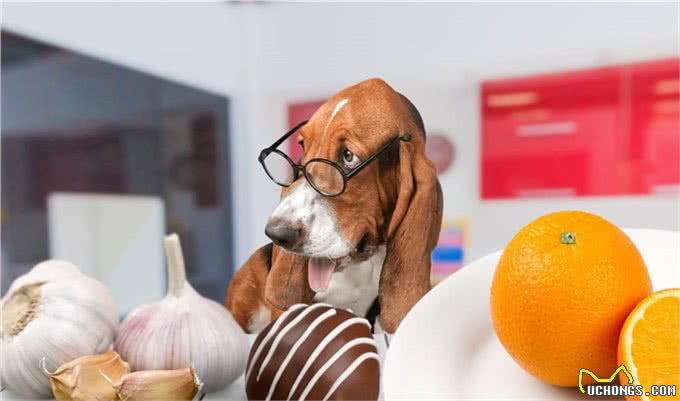 巧克力人可以轻松消化，小狗却不能吃，为什么小狗不能吃巧克力