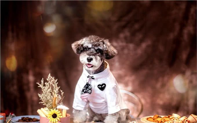 巧克力人可以轻松消化，小狗却不能吃，为什么小狗不能吃巧克力