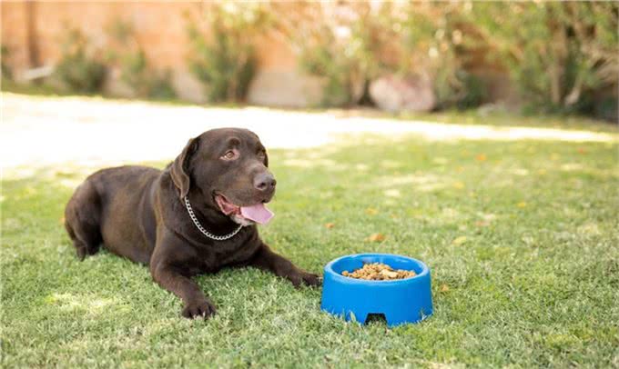 巧克力人可以轻松消化，小狗却不能吃，为什么小狗不能吃巧克力