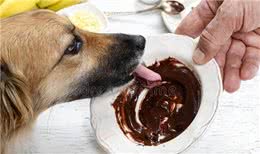 巧克力人可以轻松消化，小狗却不能吃，为什么小狗不能吃巧克力