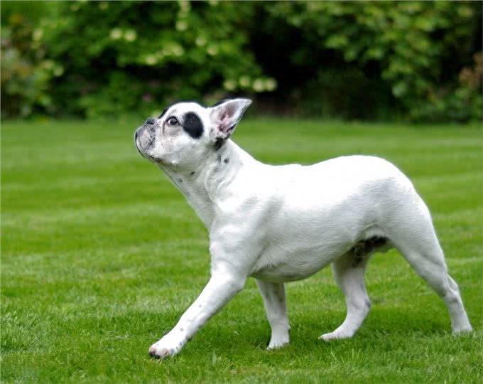 斗牛犬常见病-常见的几种斗牛犬疾病斗牛犬