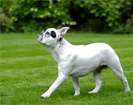 斗牛犬常见病-常见的几种斗牛犬疾病斗牛犬