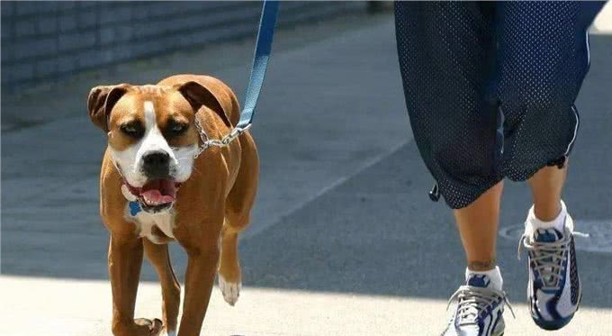 第一次养狗你需要知道的真实事情，避免迷路