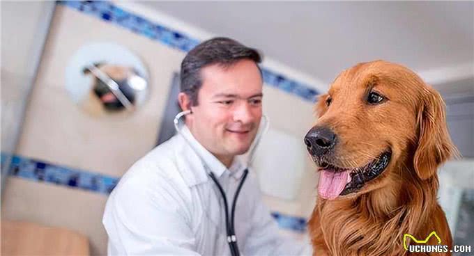 第一次养狗你需要知道的真实事情，避免迷路