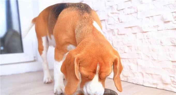 第一次养狗你需要知道的真实事情，避免迷路