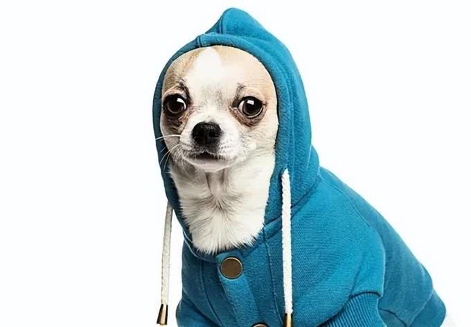 第一次养狗你需要知道的真实事情，避免迷路