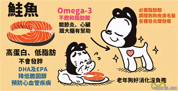 15个让狗狗健康的超级食物(狗狗暖知识)