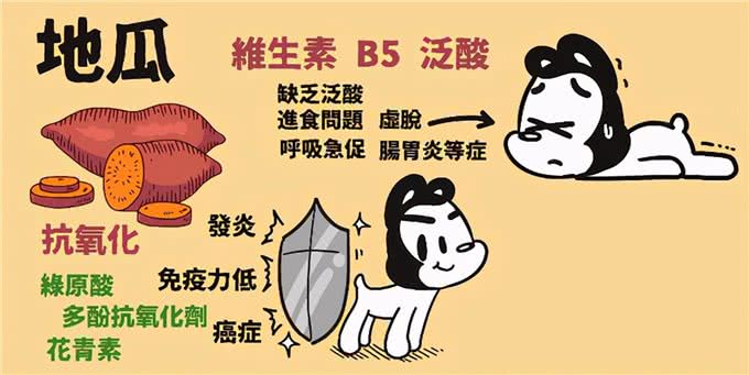 15个让狗狗健康的超级食物(狗狗暖知识)